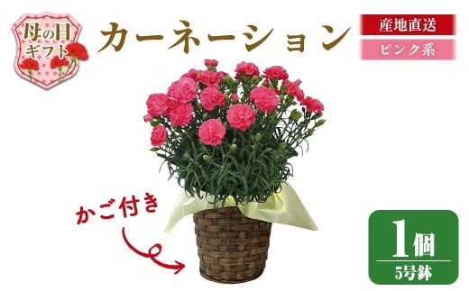 ＜先行予約受付中！2026年5月6日～9日に順次発送予定＞＜母の日ギフト＞柴田ポットカーネーション (ピンク系・5号鉢) 母の日 プレゼント ギフト 花 鉢植え プレゼント フラワーセット 【しばたの未来】 sh017-B