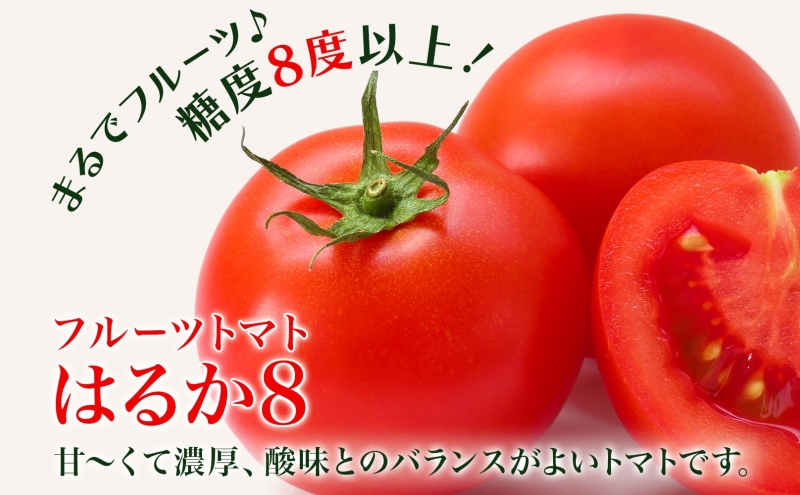 【2025年発送】 糖度8度以上 フルーツトマト はるか8（エイト） 10～15玉 トマト 野菜 夏 野菜 旬 甘い 濃厚 果物 フルーツ 高糖度 新鮮 産地直送 北海道 美深町