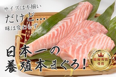 【訳アリ】養殖本マグロ 大トロ 3kg 黒潮本まぐろ 大容量 不定貫 刺身 まぐろ 業務用 訳あり