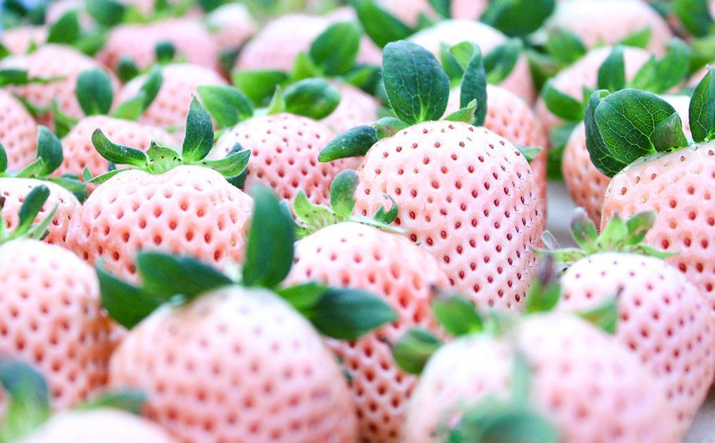 【完熟クラフト苺BERRY】濃厚な樹上完熟イチゴ 1品種ずつ3回届くセット(白いちご+赤いちご2品種)各約500g【出荷2023年12月上旬~2024年5月下旬】化粧箱入り