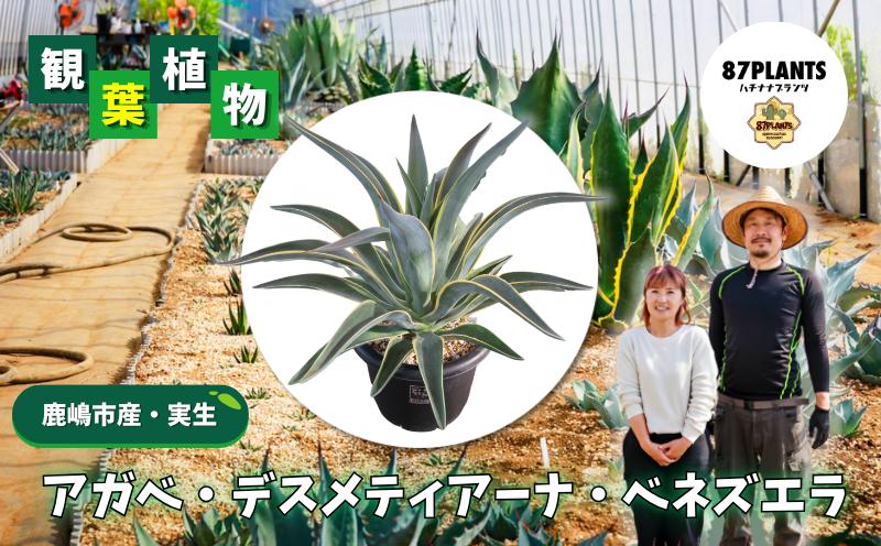 
                  アガベ 多肉植物 ガーデニング デスメティアーナ ベネズエラ 7号 実生 agave 数量限定 植物 たにくしょくぶつ 園芸 花 フラワー 観葉植物 趣味 日用品 多肉植物好き 栽培 雑貨 多肉植物がある暮らし gardening 87plants ふるさと納税 茨城県 鹿嶋市
                