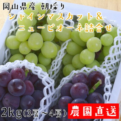 【ふるさと納税】朝採りシャインマスカット&ニューピオーネ　計2kg【配送不可地域：離島・北海道・沖縄県】【1632467】