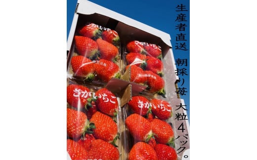 N-88 太良町産「かおりの」大粒4P　生産者直送！朝採り苺！ 太良町 かおりの 国産 佐賀県産 太良町産 いちご 苺 イチゴ 甘い 4パック 朝採り 大粒 果肉がジューシー 糖度高め  葉隠工房 レトロカフェ