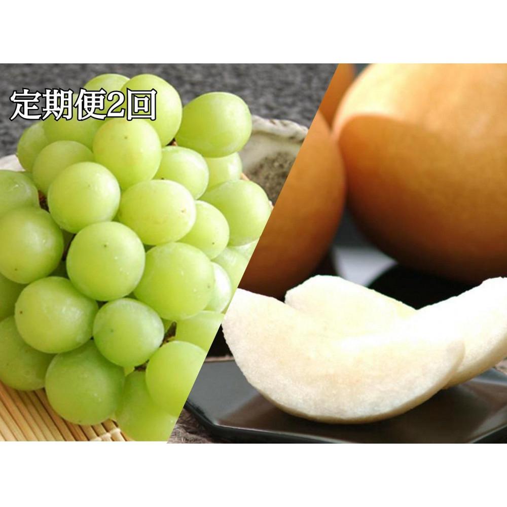 【ふるさと納税】【定期便2回】シャインマスカットと新高梨を2カ月連続お届け ／（9月発送）シャインマスカット 2房 約1.2kg・（10月発送） 新高梨 4～6玉 約3kg | マスカット 葡萄 ぶどう ブドウ 新高梨 梨 なし ナシ 果物 フルーツ 岡山県 岡山市 おすすめ 人気