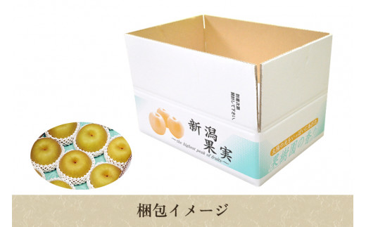 【2026年先行予約】【贈答用】新潟県産和梨 新興 約5kg（6～14玉）《12月上旬～順次出荷》 梨 なし ナシ 新興 しんこう  果物 果樹 フルーツ 樹上完熟 加茂果樹専門家集団 加茂市 想樹