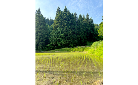 【令和7年産 新米先行受付】魚沼産コシヒカリ（精米）5kg　米 お米 こめ こしひかり 白米 新潟県 魚沼市 魚沼