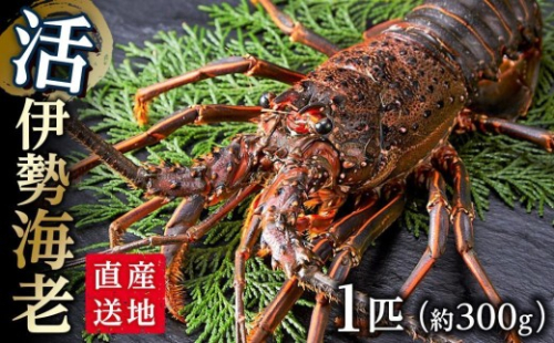 活 伊勢海老 1匹（約300ｇ）南紀黒潮イセエビ 年末年始 お正月 お届け可｜期間限定 漁師直送 海鮮 とれたて 人気