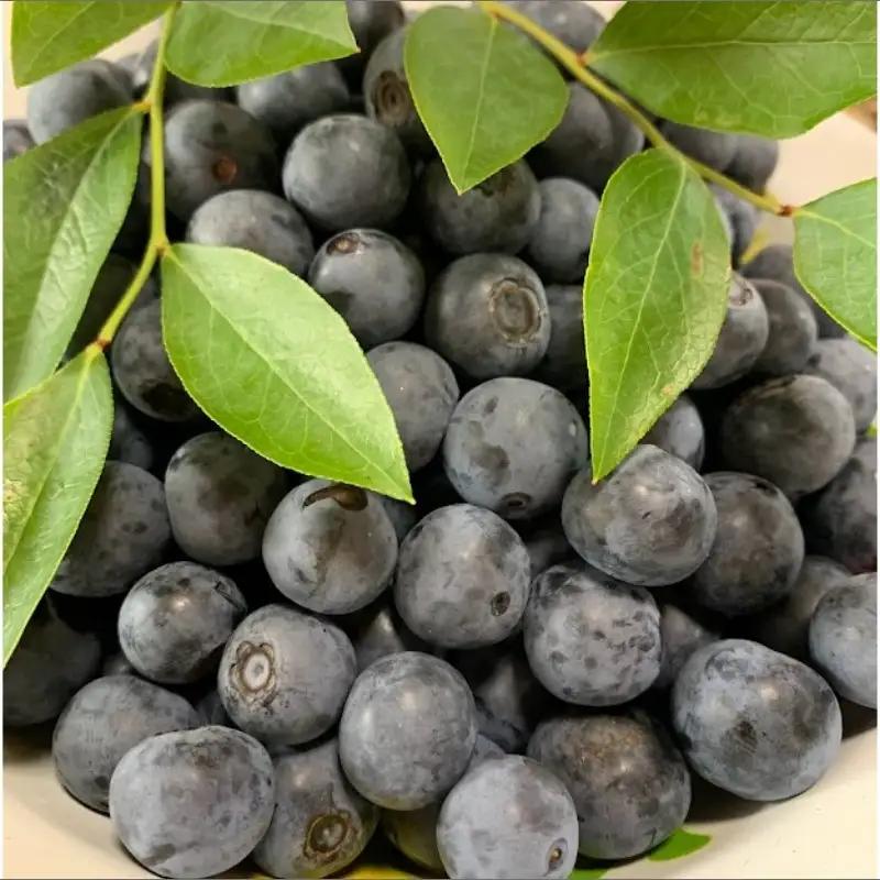 【数量限定】完熟ブルーベリー 生果 200g×4パック（栽培期間中農薬・化学肥料・除草剤不使用）（2027年7月上旬～発送）｜フルーツ ベリー