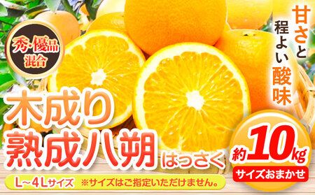 〈先行予約〉【産直】和歌山由良町産の木成り熟成八朔 約10kg（L-4Lサイズおまかせ）厳選館 《2026年3月中旬-5月中旬頃出荷》和歌山県 日高川町 柑橘 八朔 熟成 はっさく ハッサク