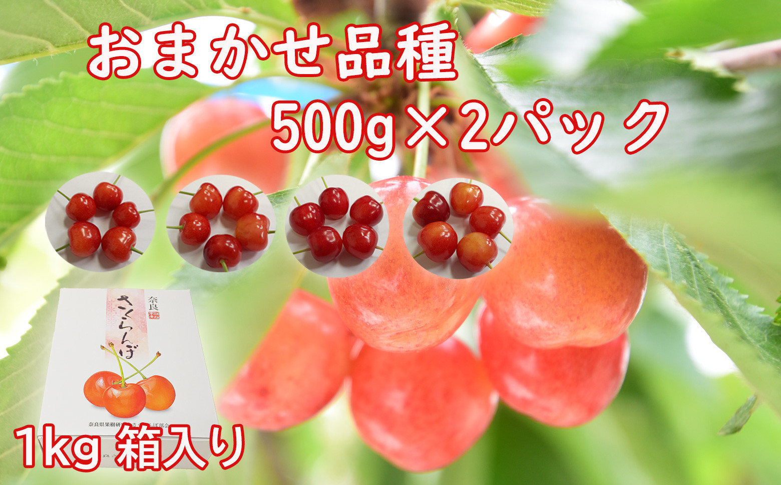
            M-BD7.【6月頃〜発送予定】さくらんぼ 500g×2パック（品種は農園おまかせ500g×２）
          