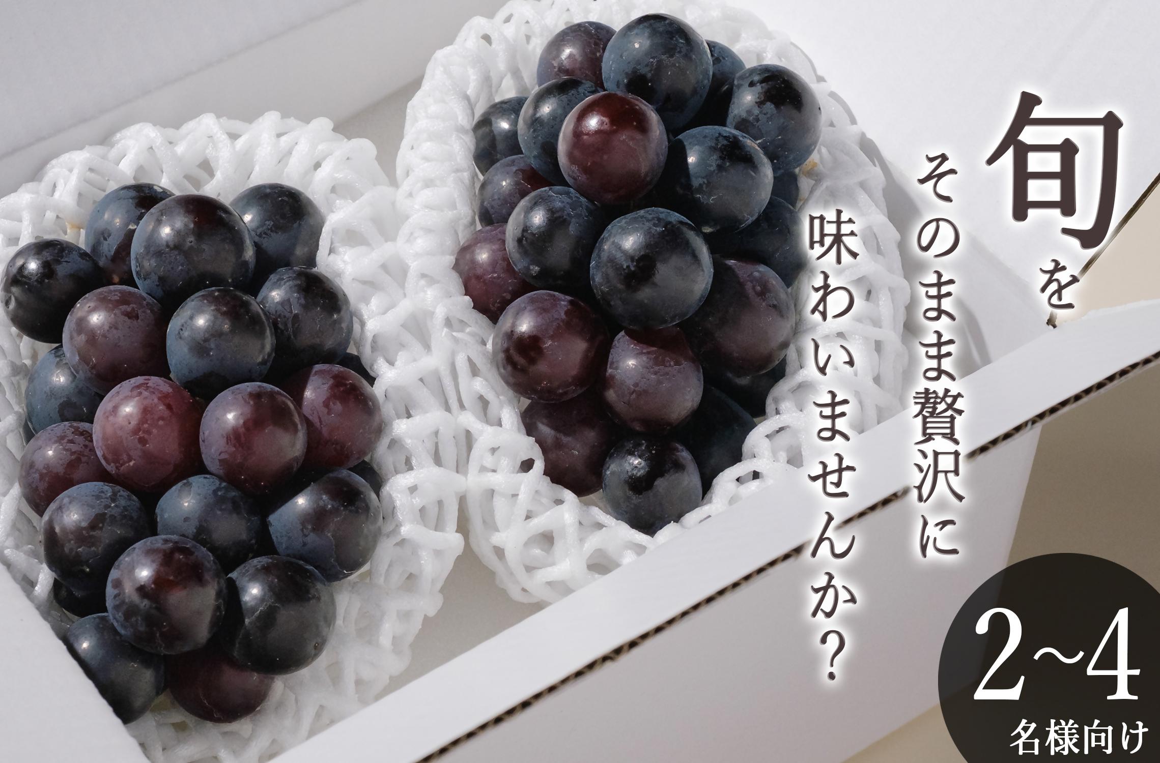 
                  甲州市産 種無しピオーネ 2房入（約900g）自然農法【2026年発送】（BNC） B-463【ピオーネ ぶどう 葡萄 ブドウ 種なし 令和8年発送 期間限定 山梨県産 甲州市 フルーツ 果物】
                