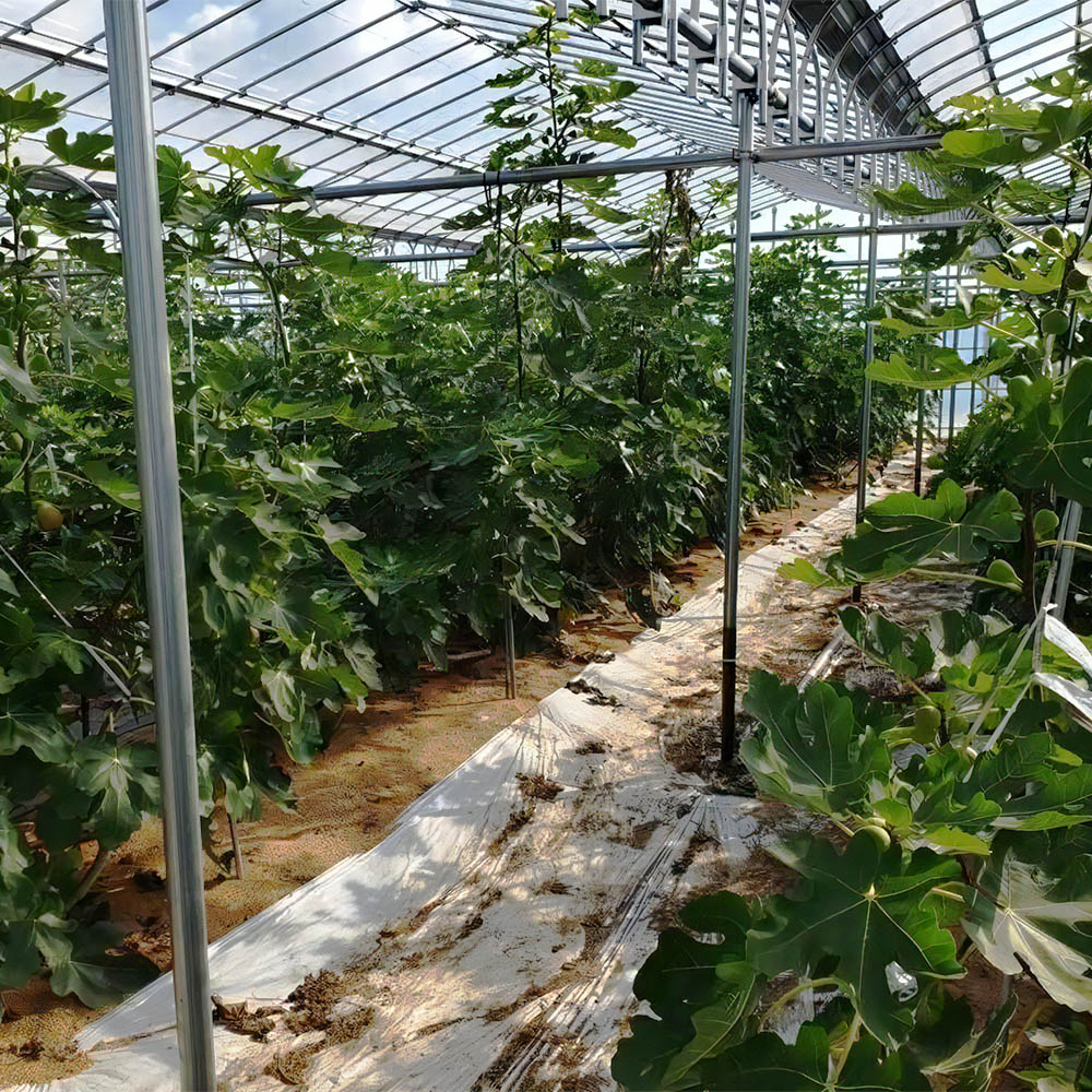 【ふるさと納税】袖ケ浦産いちじく 約850g《7月上旬から8月中旬発送》グリーンファーム三基｜直送 果物 くだもの フルーツ スイーツ イチジク 袖ケ浦 房総 千葉 [0391]