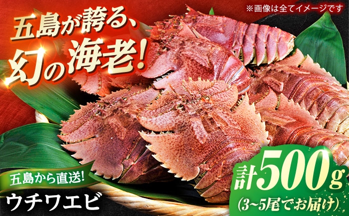 
                  うちわ海老(活き) 500g（3〜5尾）　五島市/真栄丸 [PGR003]
                