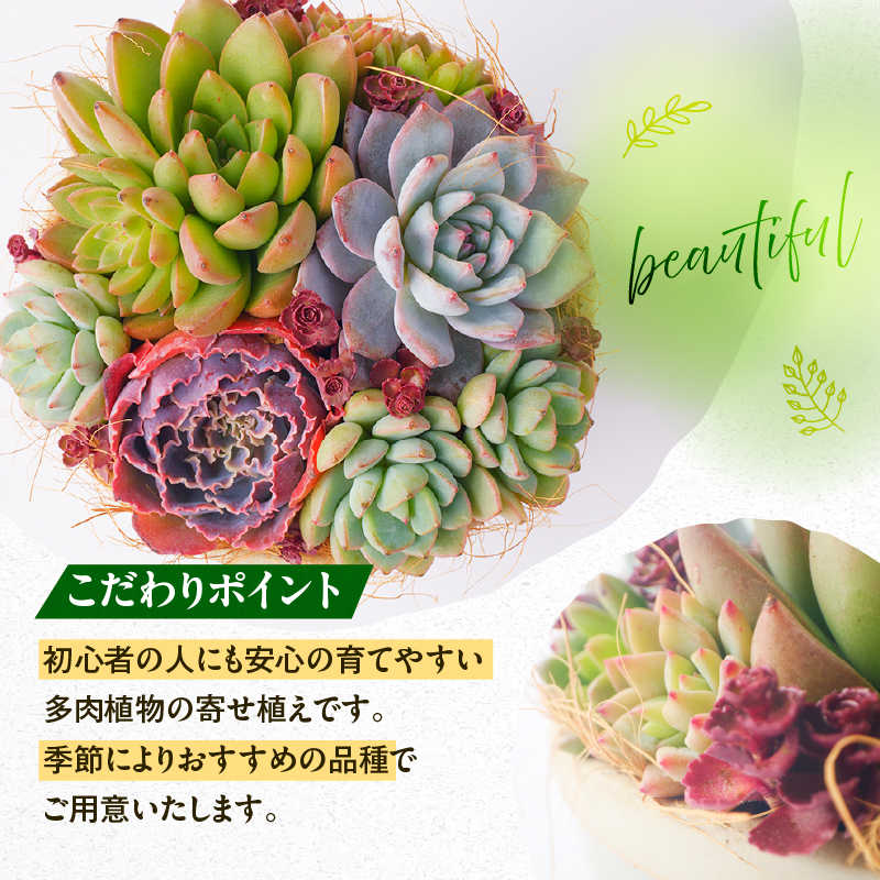 【佳花園】多肉植物のオリジナル寄せ植え［156K04］_イメージ3