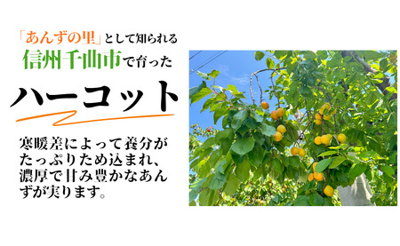 【2026年先行予約】生食用あんず  ハーコット (約500g×4パック) | あんず