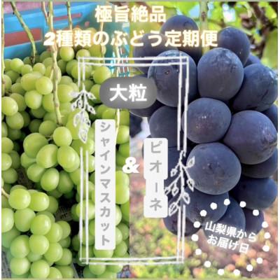 ふるさと納税 山梨市 【発送月固定定期便】旬のピオーネ+シャインマスカット2〜3房(約1.5kg)全2回