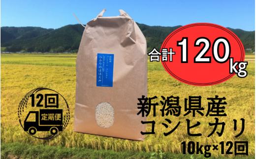 〈12回定期便〉 令和7年産 五泉産 コシヒカリ 精米 10kg (10kg×1袋) 新潟県 五泉市 株式会社蛇場農産