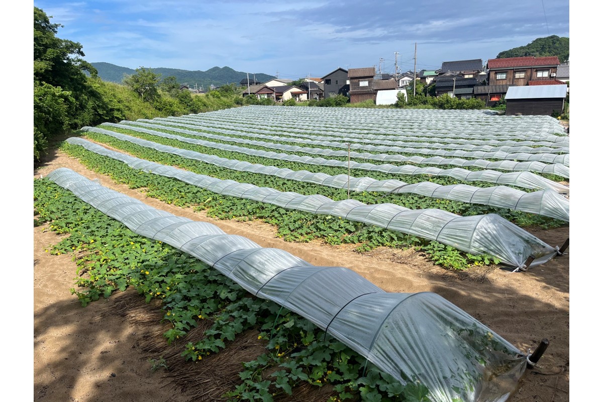 【先行予約】幻のメロン 新芳露 2玉（2026年7月下旬～発送）　BF00004