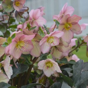 【先行予約】 花 冬の貴婦人 クリスマスローズ 新品種 アーリーローズ 開花株 4.5号 冬 季節 ガーデン ガーデニング 庭 贈答 プレゼント ギフト 植物 2025年12月中旬より発送開始 オンラ