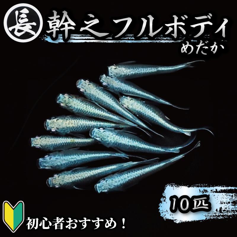 
            129-4 魚介 魚類 魚 幹之フルボディ 10匹 めだか 飼育 初心者 おすすめ 水槽 インテリア 生物 鑑賞 美 静岡県 牧之原市 丸長
          