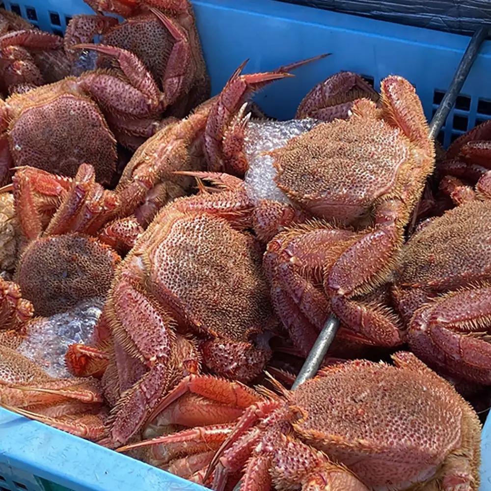 北海道オホーツク海産 訳あり　浜ゆで毛ガニ　2kg（冷凍）【07129】