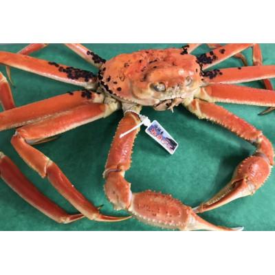 ふるさと納税 京丹後市 日本海冬の味覚!茹で松葉ガニ900g前後×1　