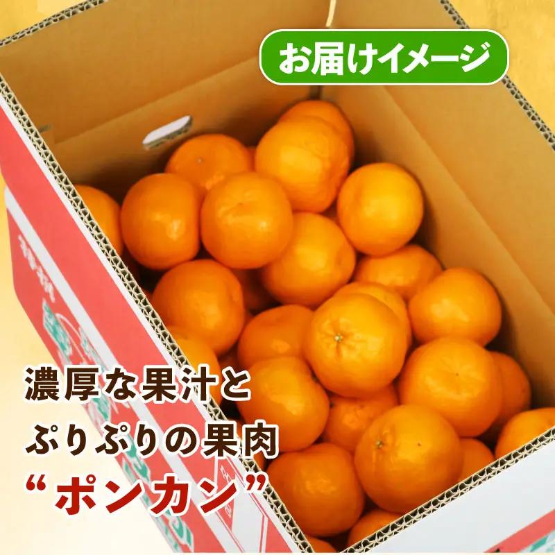 みかん 訳あり ポンカン 約 5kg スーパー山田屋 先行予約 ぽんかん 甘い 果物 くだもの フルーツ 柑橘 mikan 蜜柑 愛媛蜜柑 愛媛みかん わけあり サイズ 不揃い 産地直送 数量限定 国