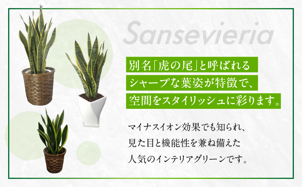 サンスベリア 7号鉢 観葉植物 植物 サンスベリア 人気 おしゃれ かわいい 初心者 枯れにくい 育てやすい お手入れ 室内 大鉢 中型 インテリア リビング 玄関 寝室 キッチン オフィス 店舗 プ