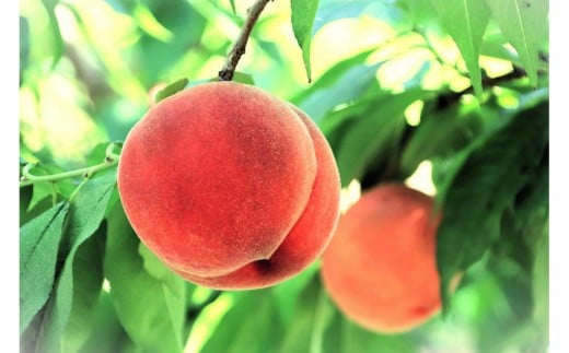 【2026年発送】＼ 硬めの桃！／  秋収穫白桃　約３kg