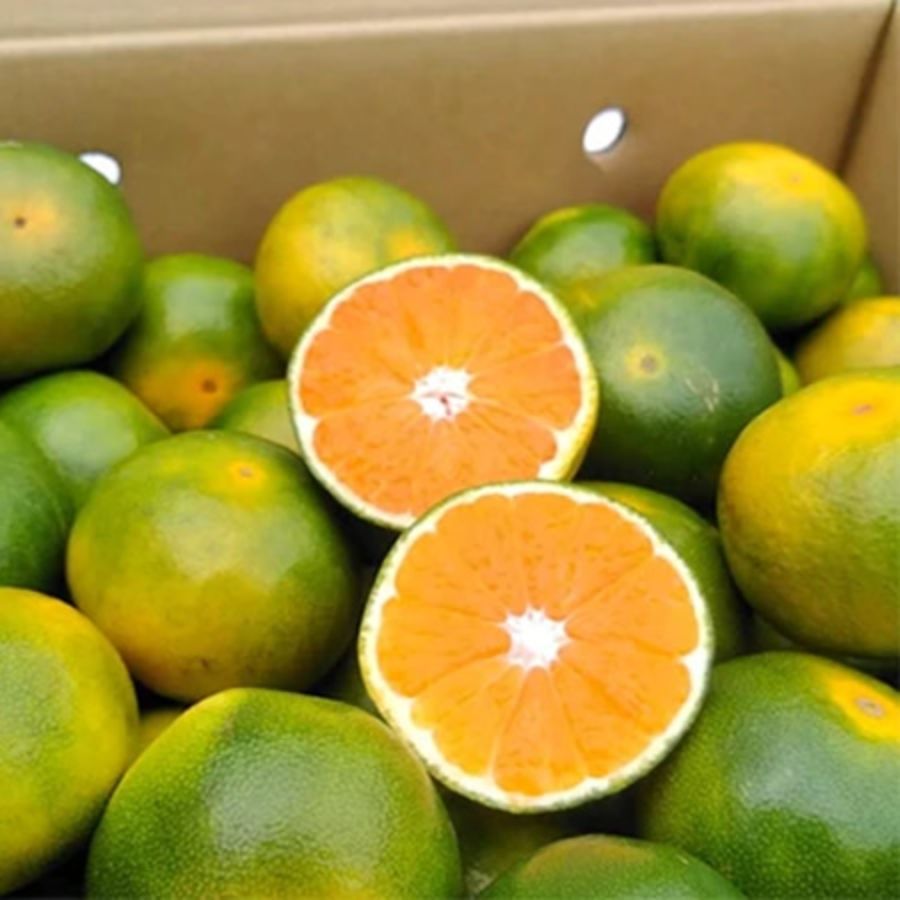 ＜岩田屋本店･南国フルーツ＞福岡県産早みかん4kg