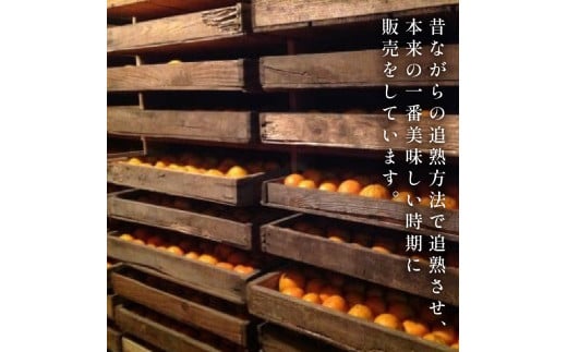 【先行予約】 【早期受付】 ぽんかん 5kg 訳あり 2027年2月より順次発送 国産 家庭用 13500円 わけあり 早期 受付 柑橘 みかん ポンカン 蜜柑 果物 くだもの フルーツ 濃厚 甘い 