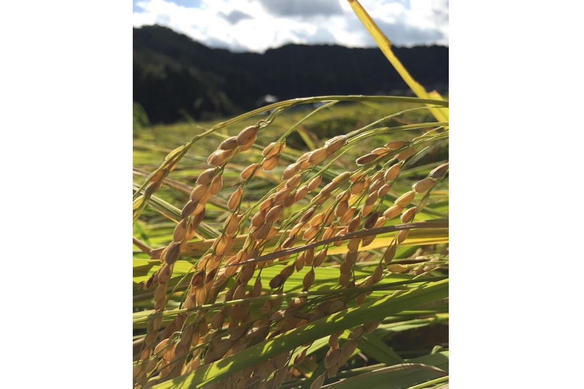 【先行予約】令和7年産　丹後こしひかり　白米3kg　【特別栽培米】新米　KU00064