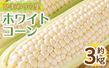 ＜先行予約！2027年6月上旬以降順次発送予定＞ホワイトコーン(約3kg/通常品) 香川県 国産 とうもろこし トウモロコシ 新鮮 冷蔵便 【man110-A】【Aglio nero】