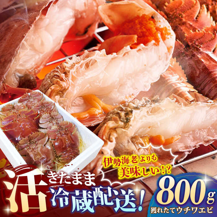 【ふるさと納税】【伊勢海老よりも美味しい！？】漁師の獲れたて 活ウチワエビ 800g 平戸市 / ひばり [KAA057] えび 海老 うちわえび 海鮮 新鮮 希少 人気 とれたて