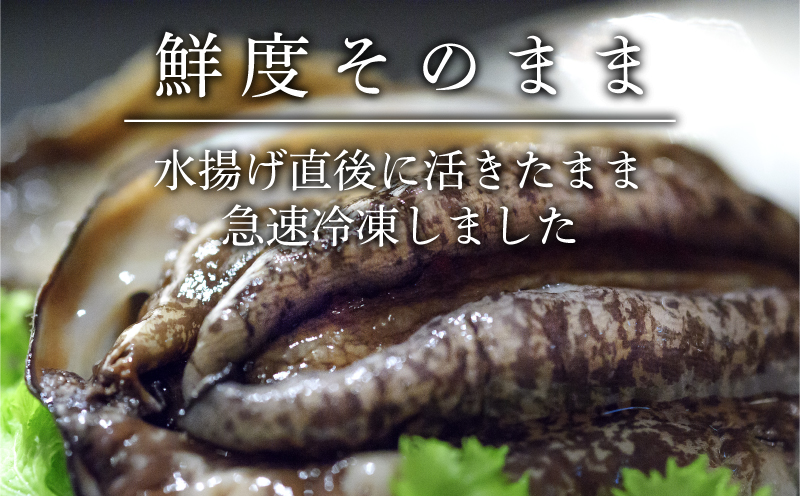 岩手県産 天然蝦夷アワビ約600g（3～6個程度）真空 冷凍 小分け　【刺身用】[56500426_1]