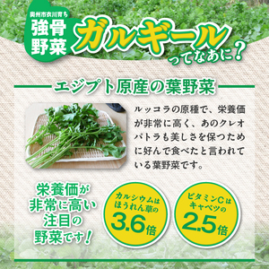 栄養満点のガルギールを練りこんだ生麺 8食分 ルッコラの原種 ロケットサラダ うどん[AT002]　