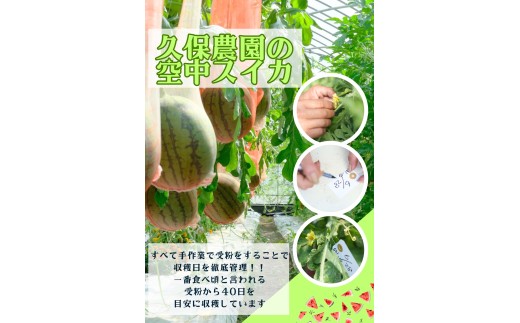 【先行予約】御杖村 久保さんの空中スイカ | スイカ 空中スイカ 果物 フルーツ 特別な逸品 贈り物 先行予約 奈良県 御杖村 みつえむら