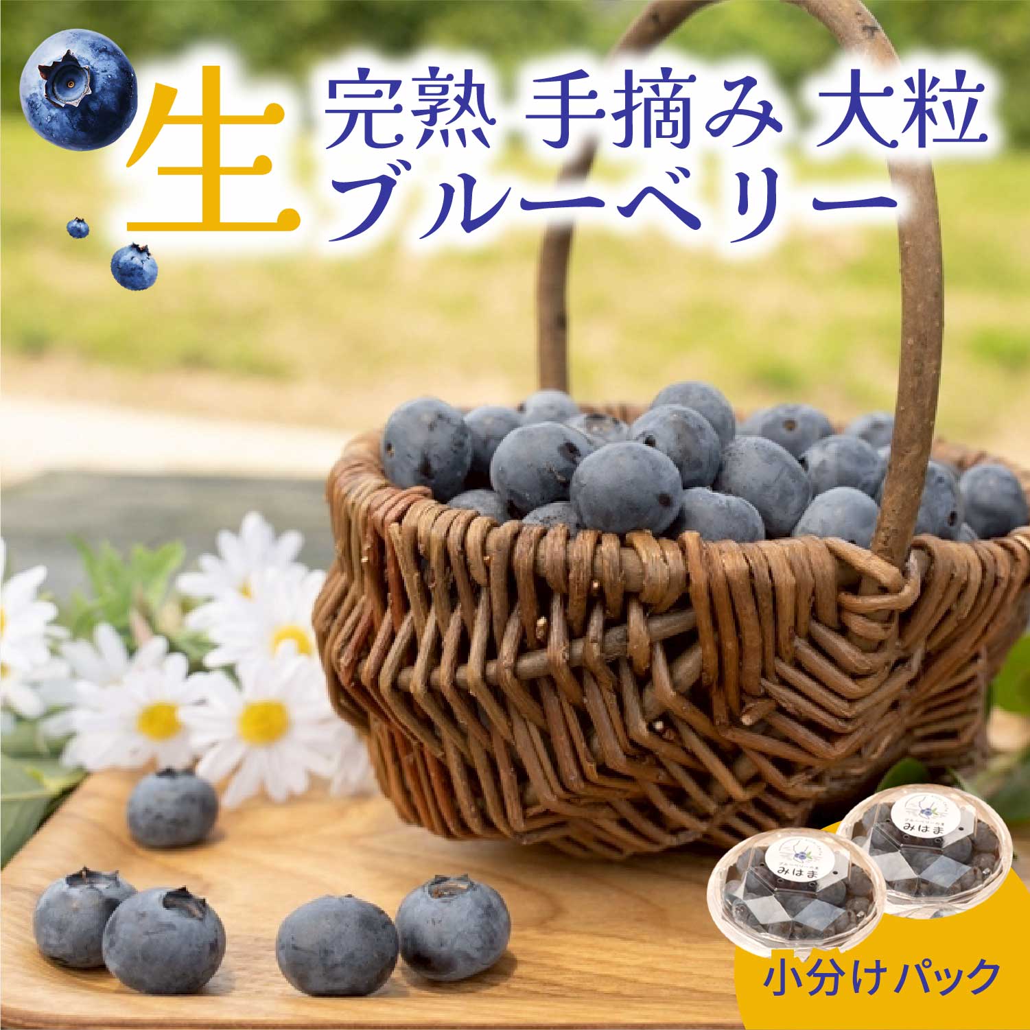 【ふるさと納税】【先行受付予約】知多半島 生ブルーベリー 完熟 果物 フルーツ 旬 農園直送 青果物 国産 健康 美容 愛知県 美浜町 ブルーベリーの里みはま 産地直送 ※2026年6月上旬〜8月中旬に順次発送予定 送料無料 数量限定 期間限定 ※北海道・沖縄・離島への配送不可