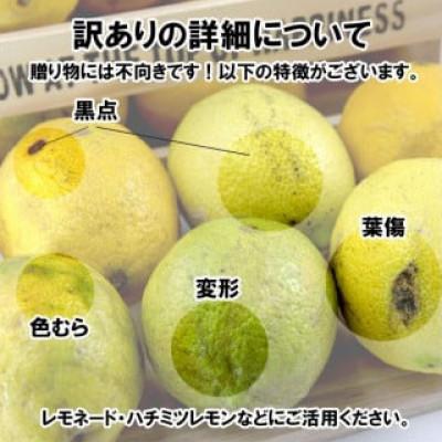 ふるさと納税 松山市 レモン サイズ不揃い 約5kg【訳あり】 |  | 02