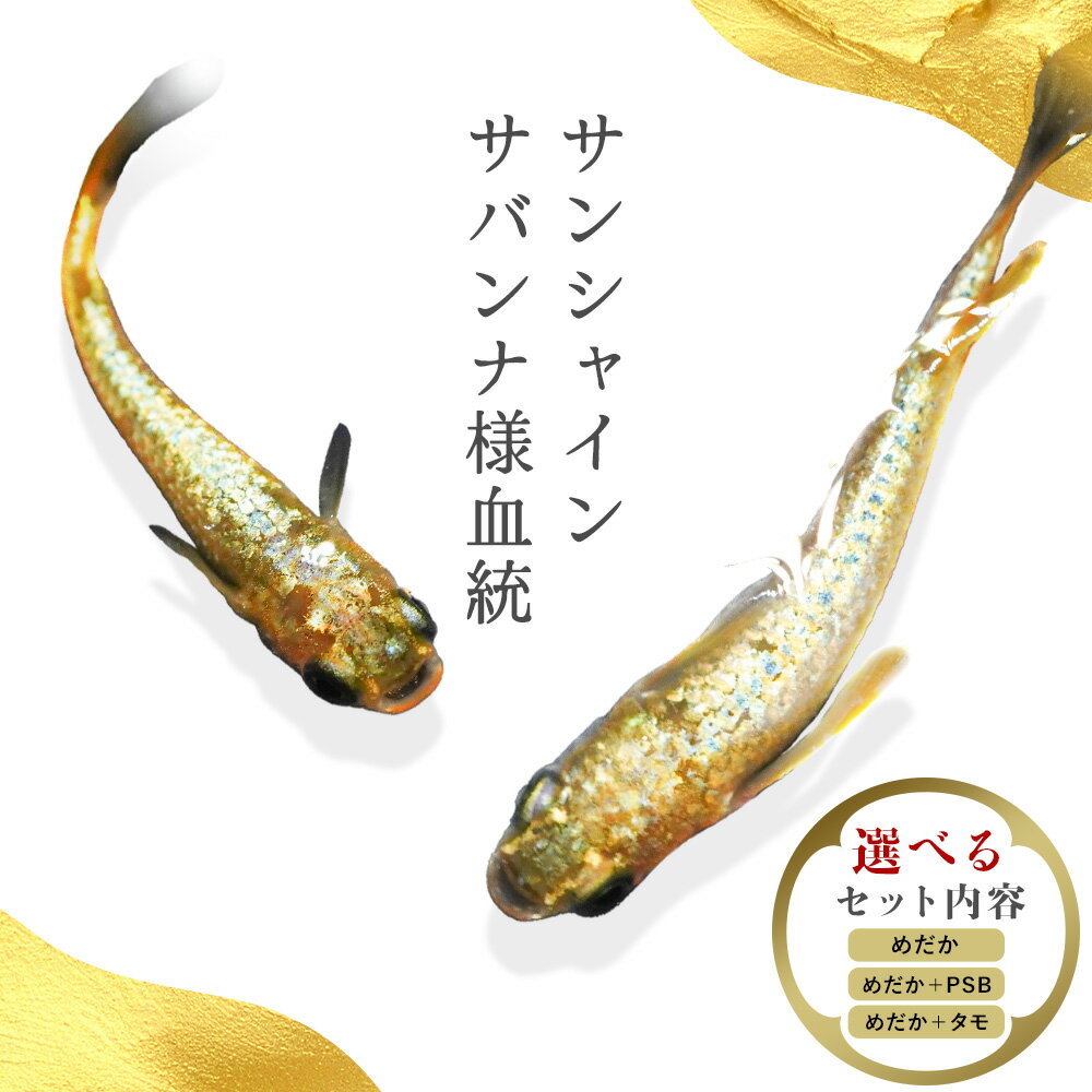 【ふるさと納税】メダカ サンシャイン サバンナ様血統 選べる セット内容 1ペア （ 2匹 ） 根来めだか《30日以内に出荷予定(土日祝除く)》和歌山県 岩出市 めだか ヒレ長 メダカ