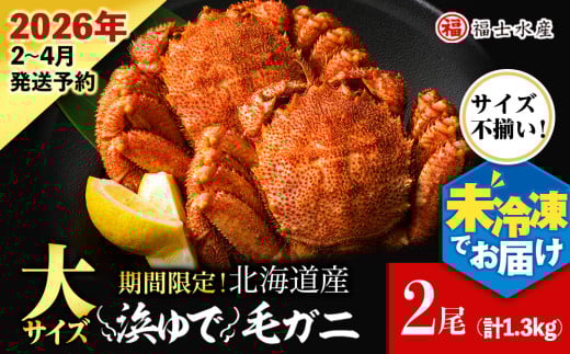 【2026年発送予約】チルドでお届け！ 浜茹で毛ガニ大サイズ２尾（不揃い合計約1.3kg） 〈福士水産〉