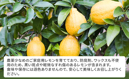 れもん 先行予約 璃の香 レモン イエロー ご家庭用 約4kg レモン