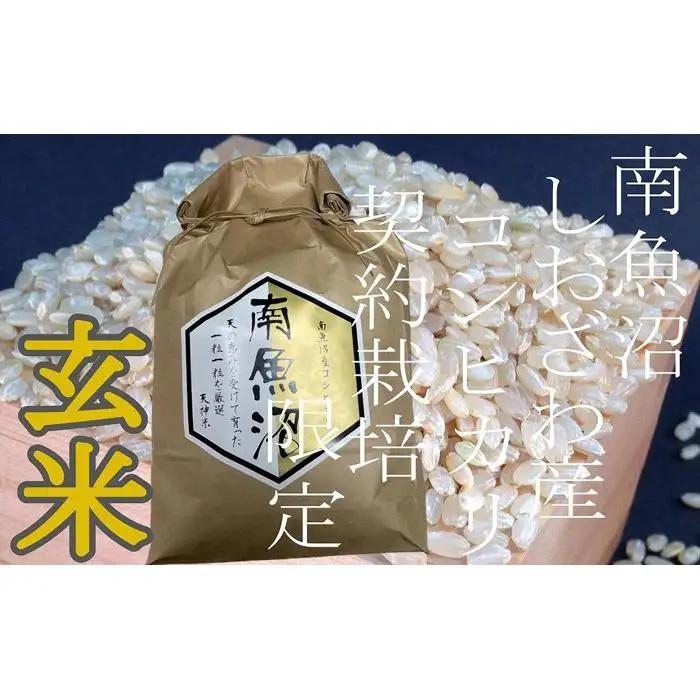 【令和7年産】【定期便4Kg×12ヶ月】●玄米● 生産者限定 南魚沼しおざわ産コシヒカリ【定期便 銘柄米 ブランド米 玄米 こしひかり コシヒカリ 魚沼産 新潟米 産地直送 お米 米 こめ コメ ご飯