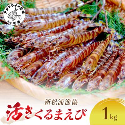 ふるさと納税 松浦市 新松浦漁協  活きくるまえび　1kg
