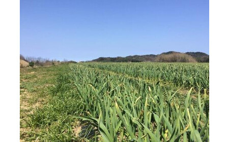 熟成黒にんにく／安心安全な 熟成 黒にんにく 1袋（200ｇ） 低農薬 京都／京丹後産のフルーティな黒にんにく。　土づくりにこだわった黒にんにくです。