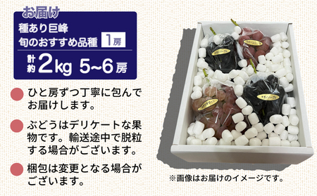 先行予約巨峰2024年発送【秀果園】種あり巨峰と旬のぶどう１種　計２種（約２kg）※秋お届け|長野県 長野 東御市 人気 信州 種あり  秀果園 ぶどう フルーツ 果物 おすすめ 厳選 大粒 ギフト 