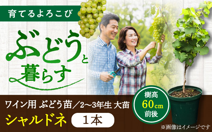 ワイン用 ブドウ苗(シャルドネ) 6号鉢入り 2～3年生 大苗 樹高60cm前後 苗 / 苗木 果樹 ぶどう ぶどう苗木 葡萄 ぶどうの木 庭木 植木 熊本県 菊陽町【Herb＆Rose】 [BHCQ