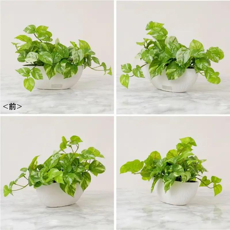エミリオ・ロバ ポトス アーティフィシャルグリーン Lサイズ 造花 観葉植物 水やり不要 インテリア
