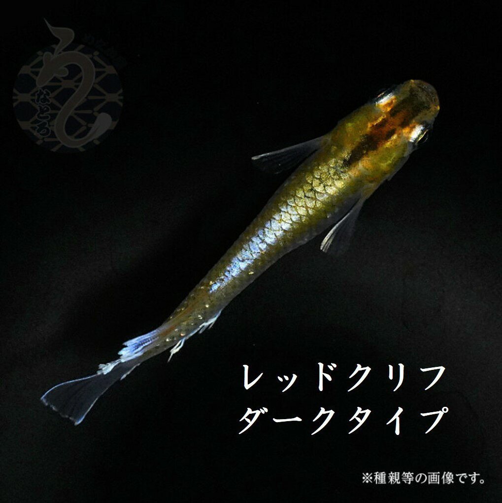 【ふるさと納税】0030-024～0100-005 メダカ「レッドクリフ・ダークタイプ」（1～3ペア）