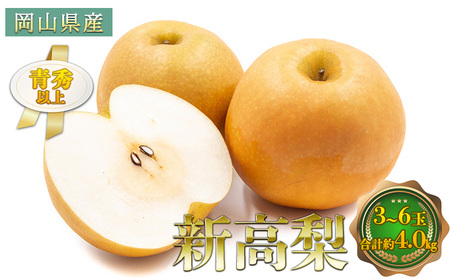 梨 2026年 先行予約 新高梨 3～6玉 青秀以上 合計約4.0kg 梨 岡山県産 梨
